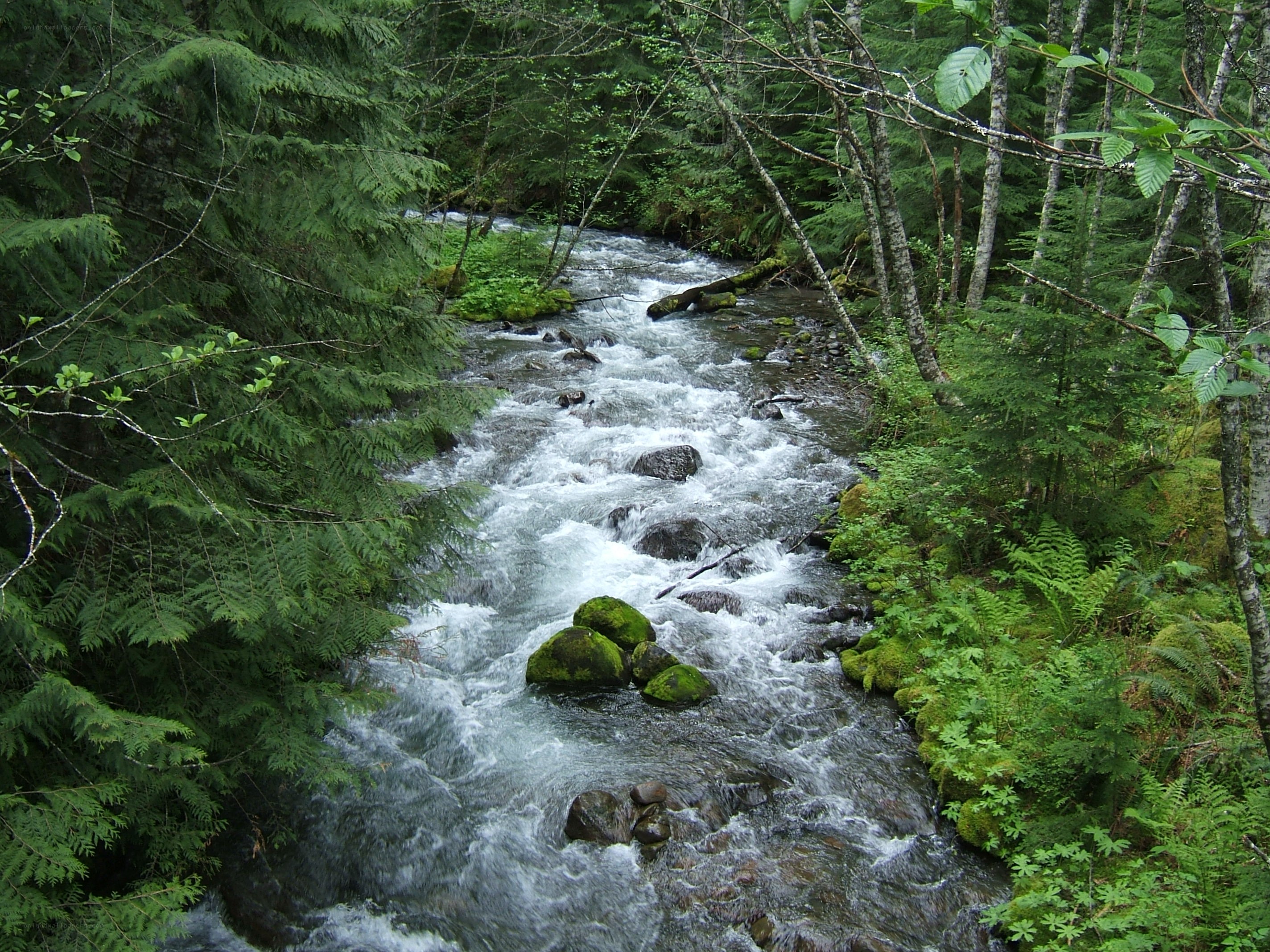 Forest stream flowing through trees
