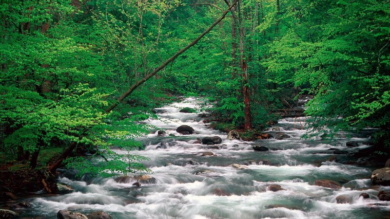 Forest stream flowing through trees