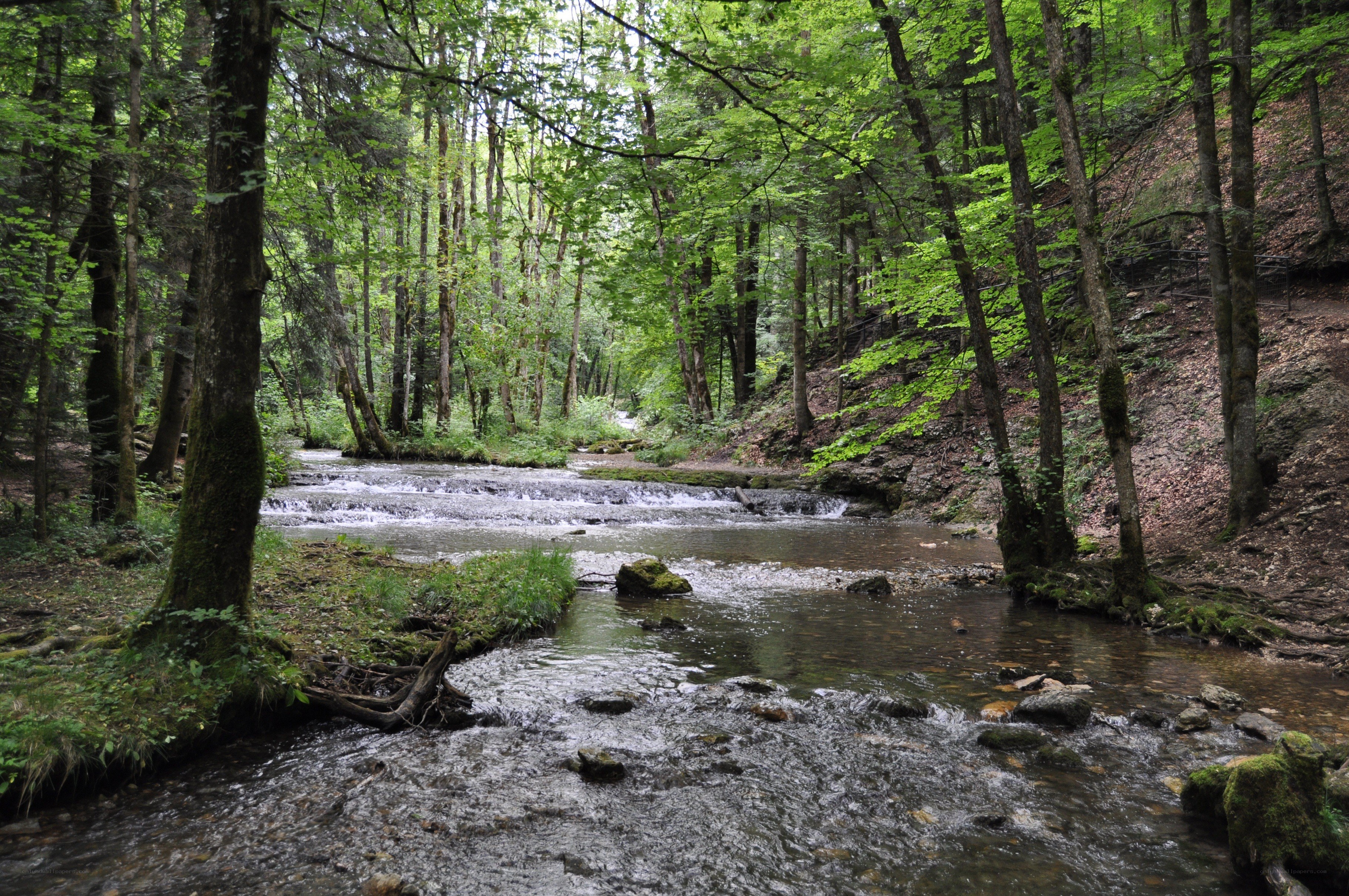Forest stream flowing through trees