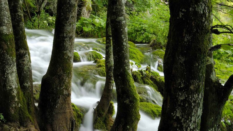 Forest stream flowing through trees