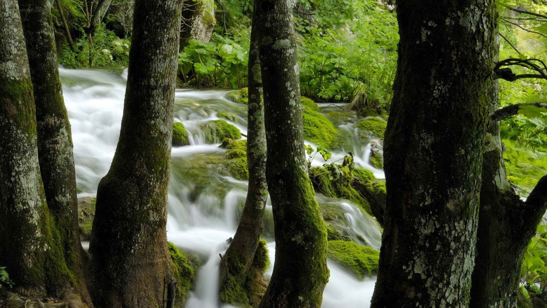 Forest stream flowing through trees