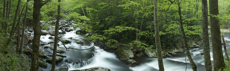 Forest stream flowing through trees