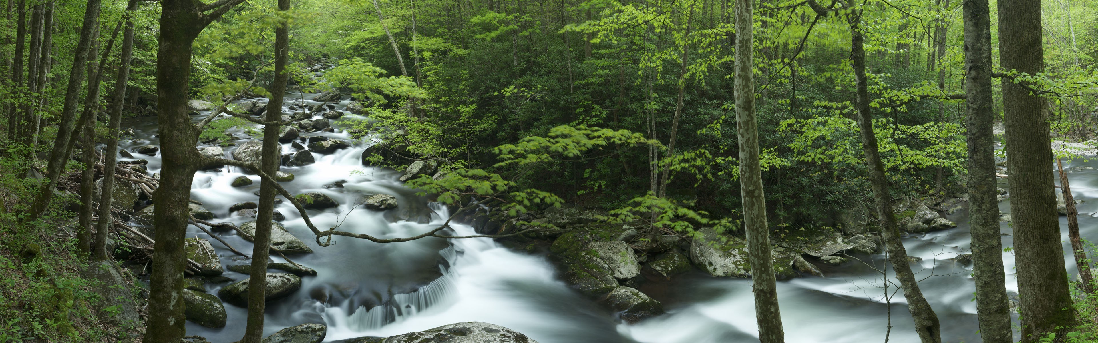 Forest stream flowing through trees