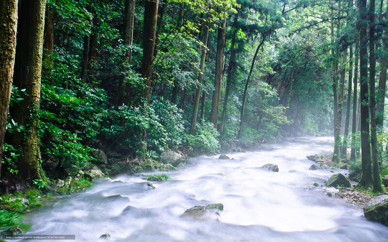 Forest stream flowing through trees