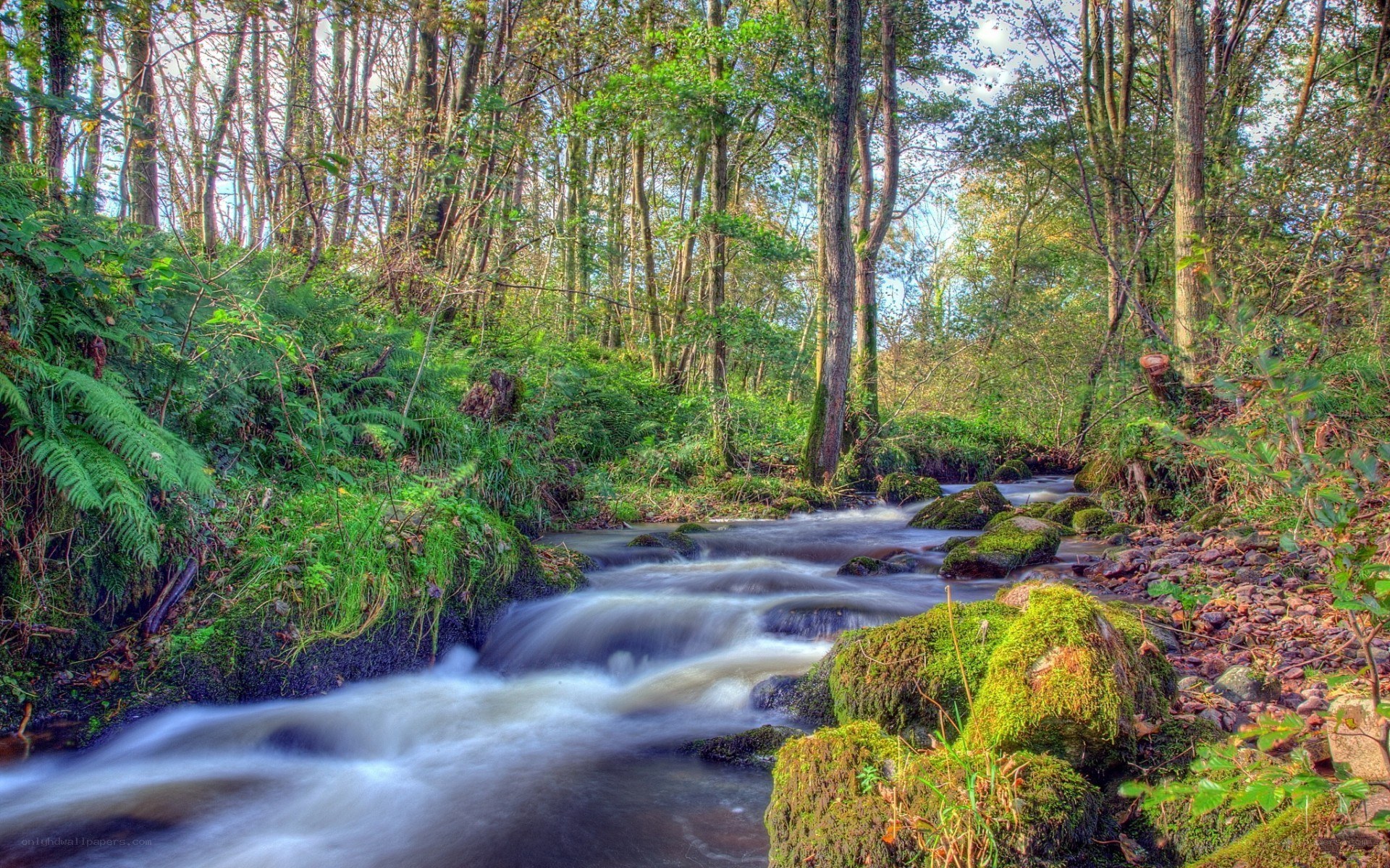 Forest stream flowing through woodland