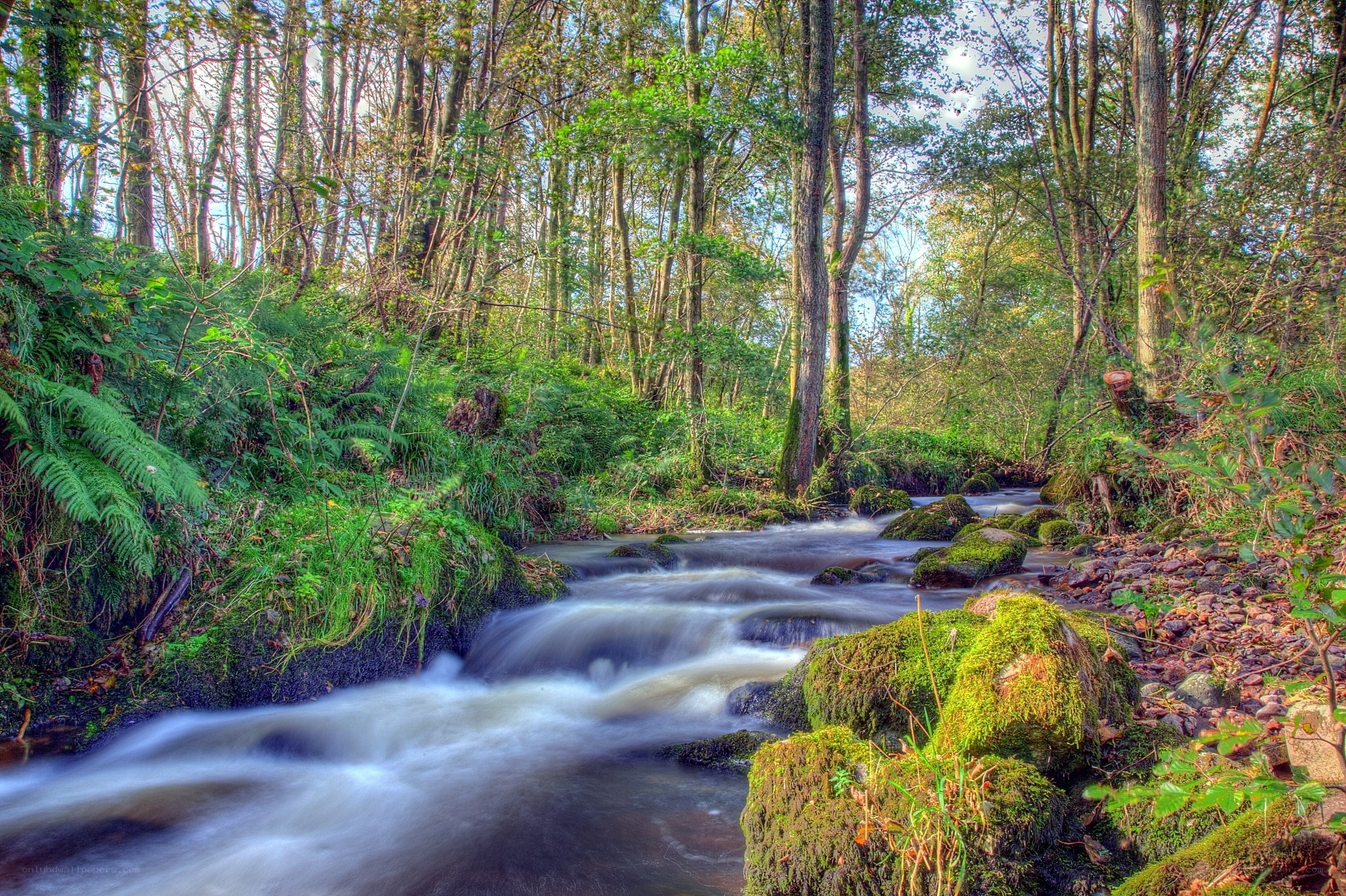 Forest stream flowing through woodland