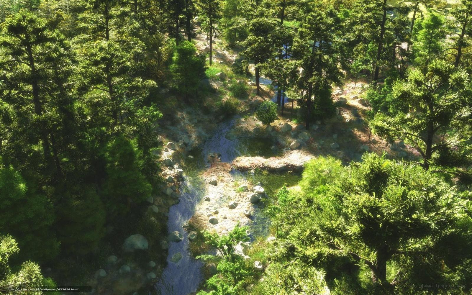 Forest stream from above