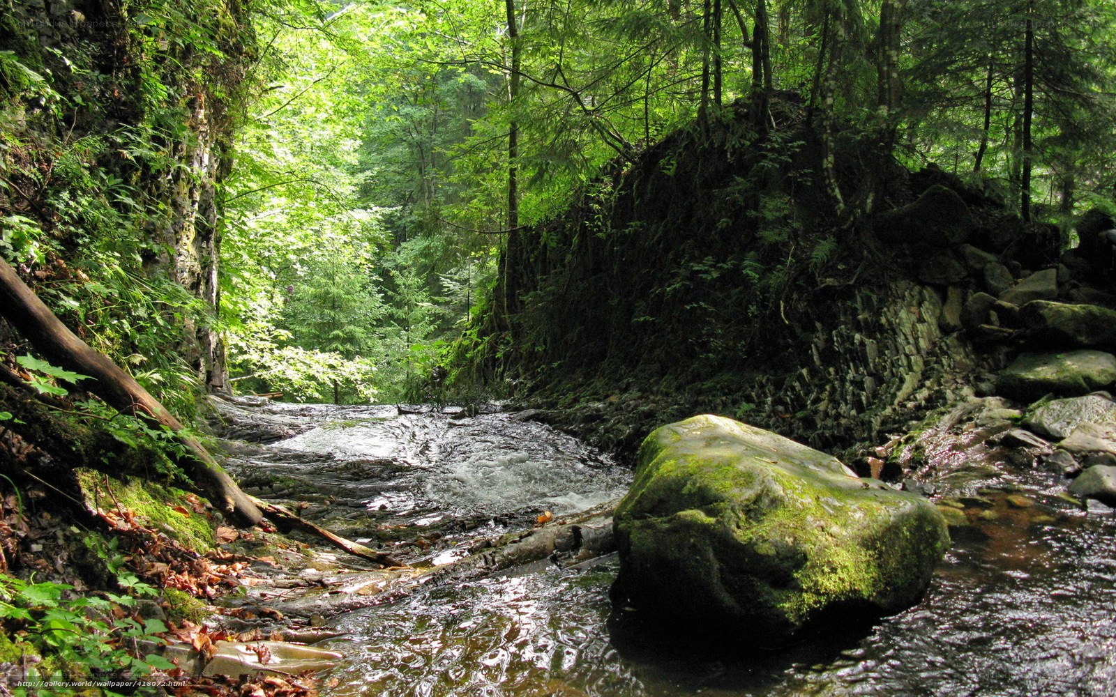 Forest stream in a lush canyon