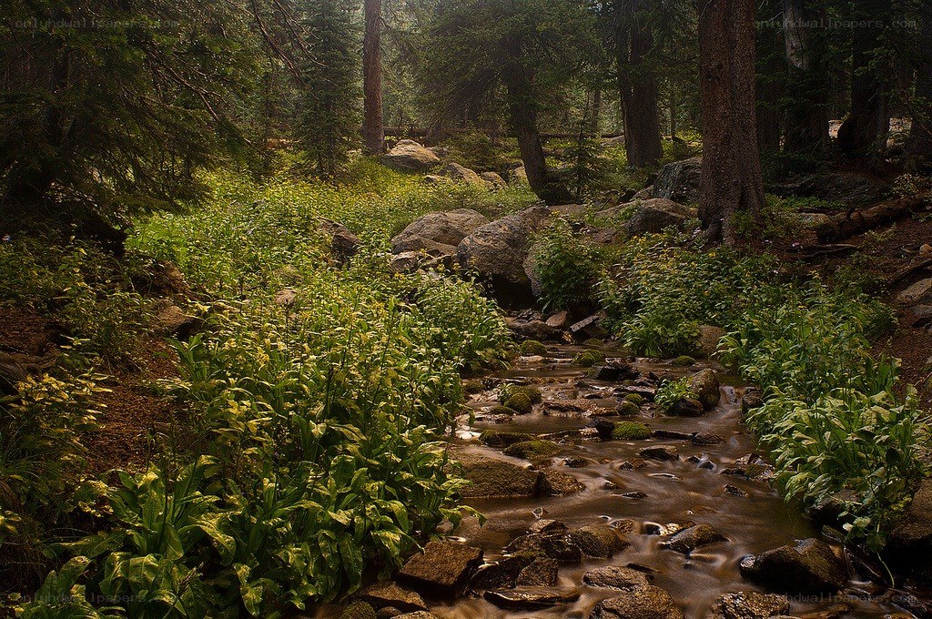 Forest stream in a lush green forest