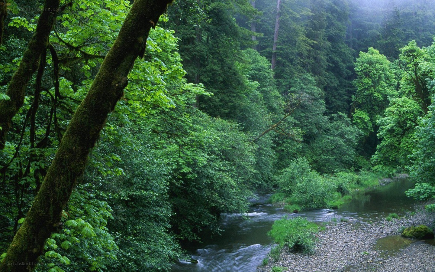 Forest stream in a lush green forest