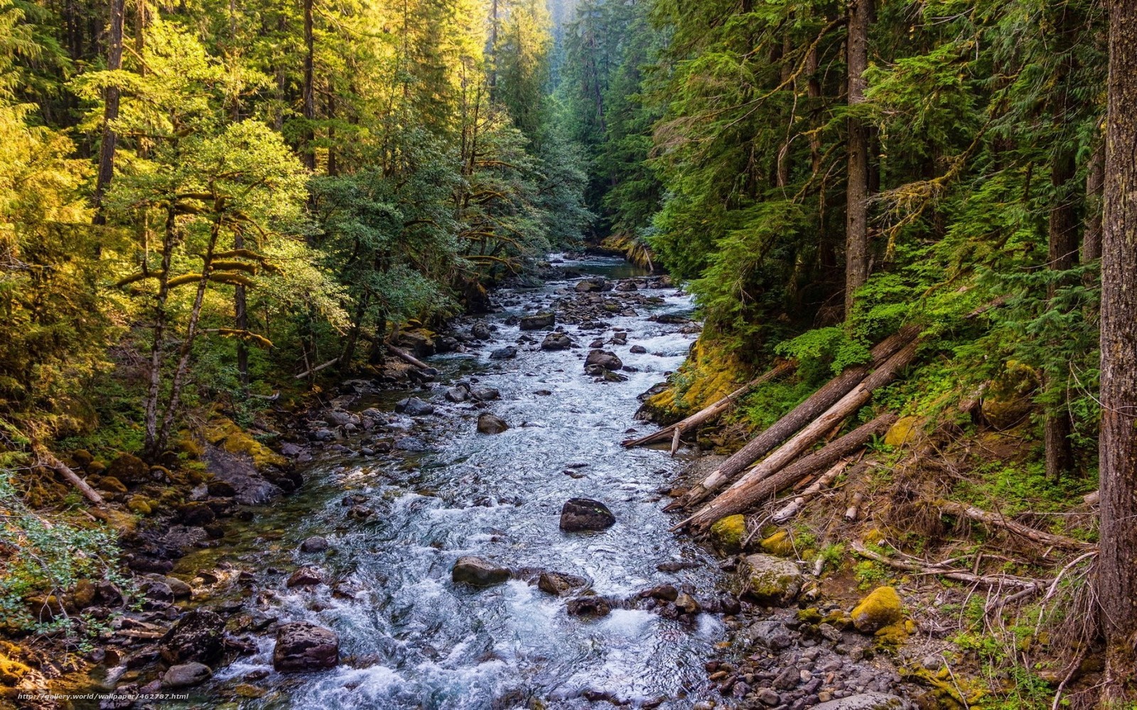 Forest stream in a lush green forest