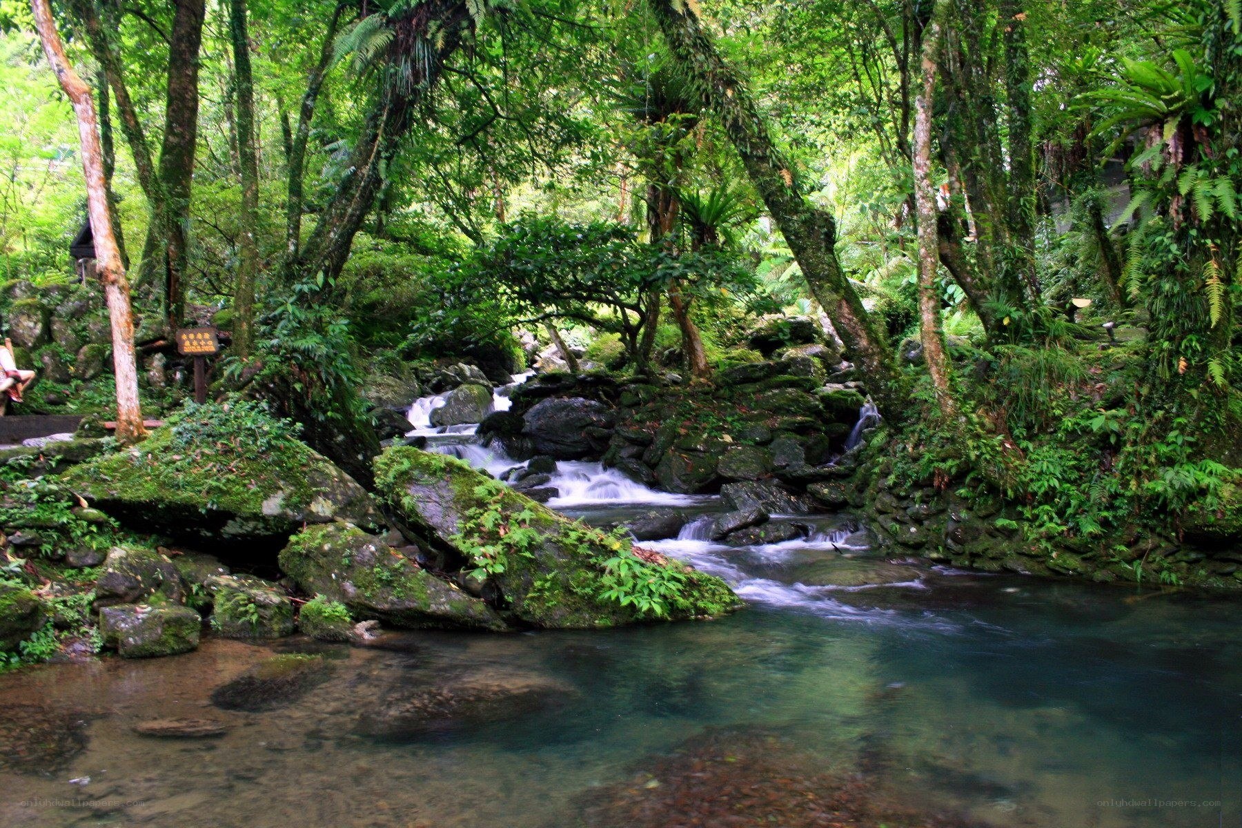Forest stream in a lush jungle
