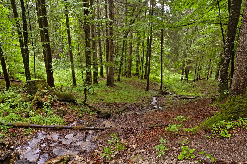 Forest stream in a lush woodland