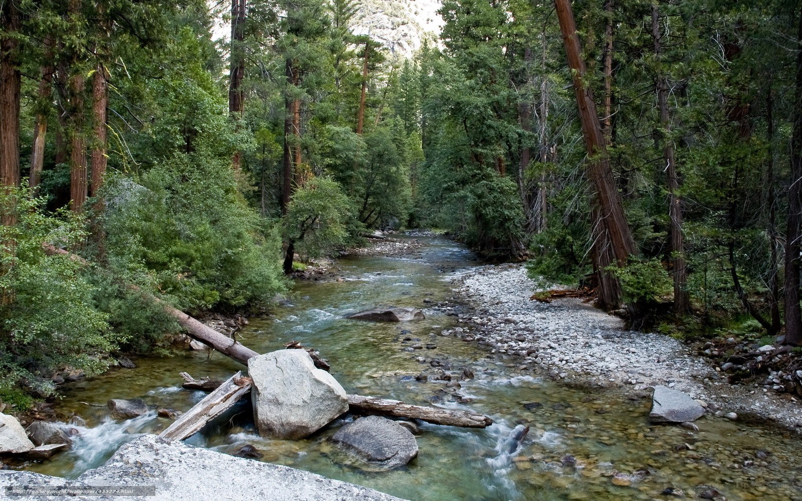 Forest stream in a redwood grove