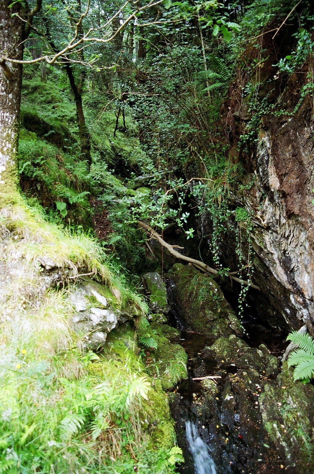 Forest stream in a rocky gorge