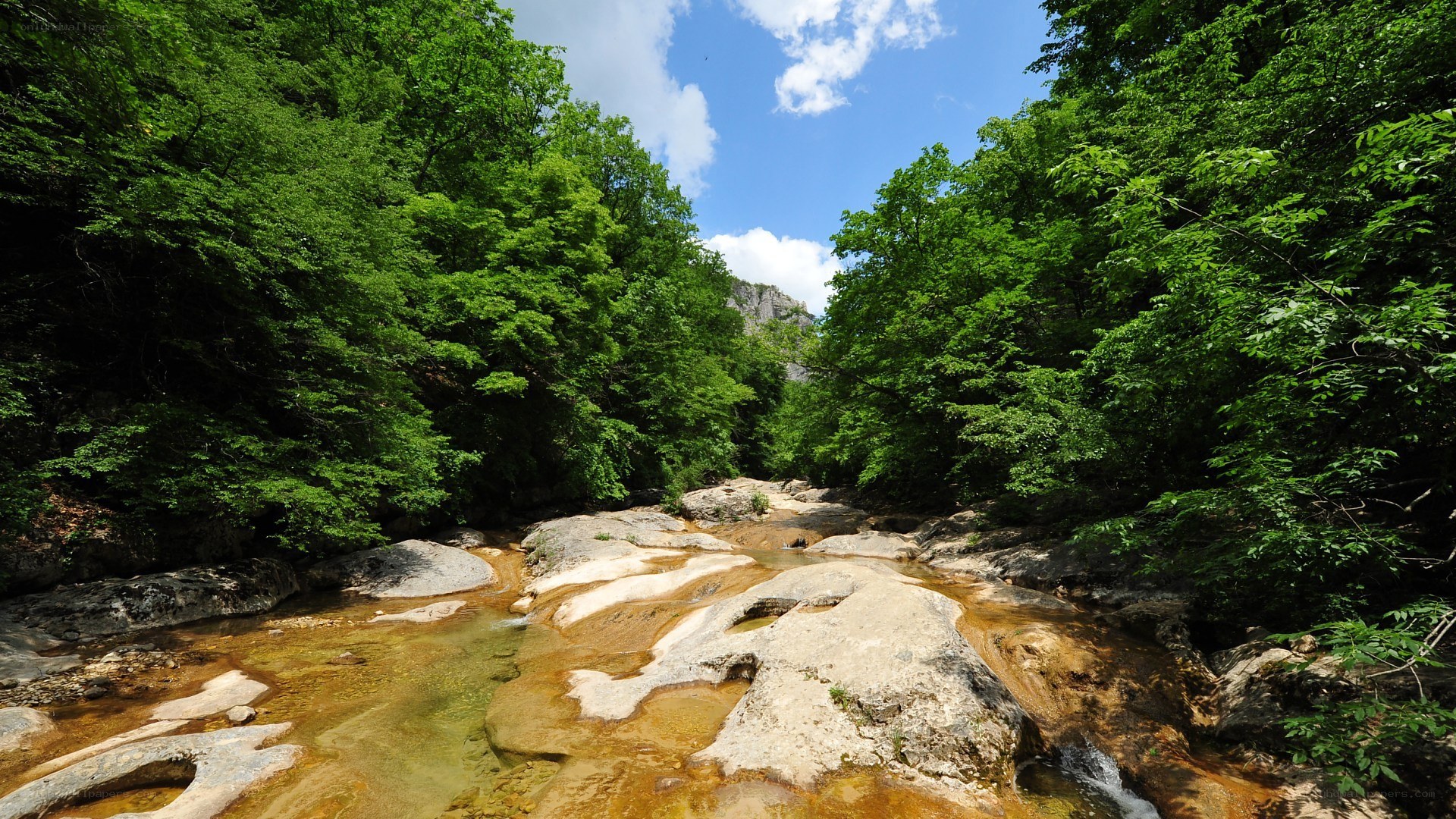 Forest stream in a rocky valley