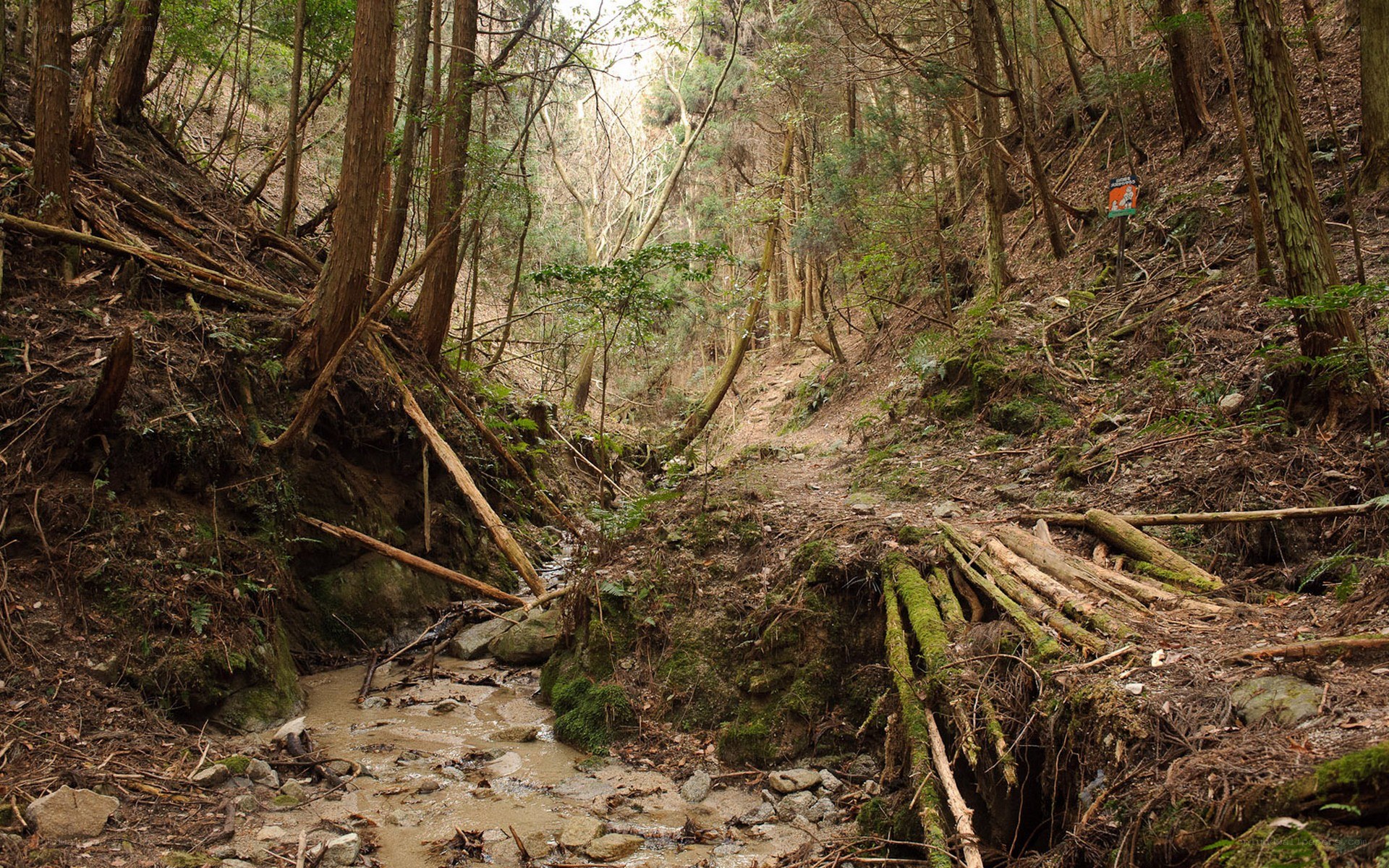 Forest stream in a wooded valley