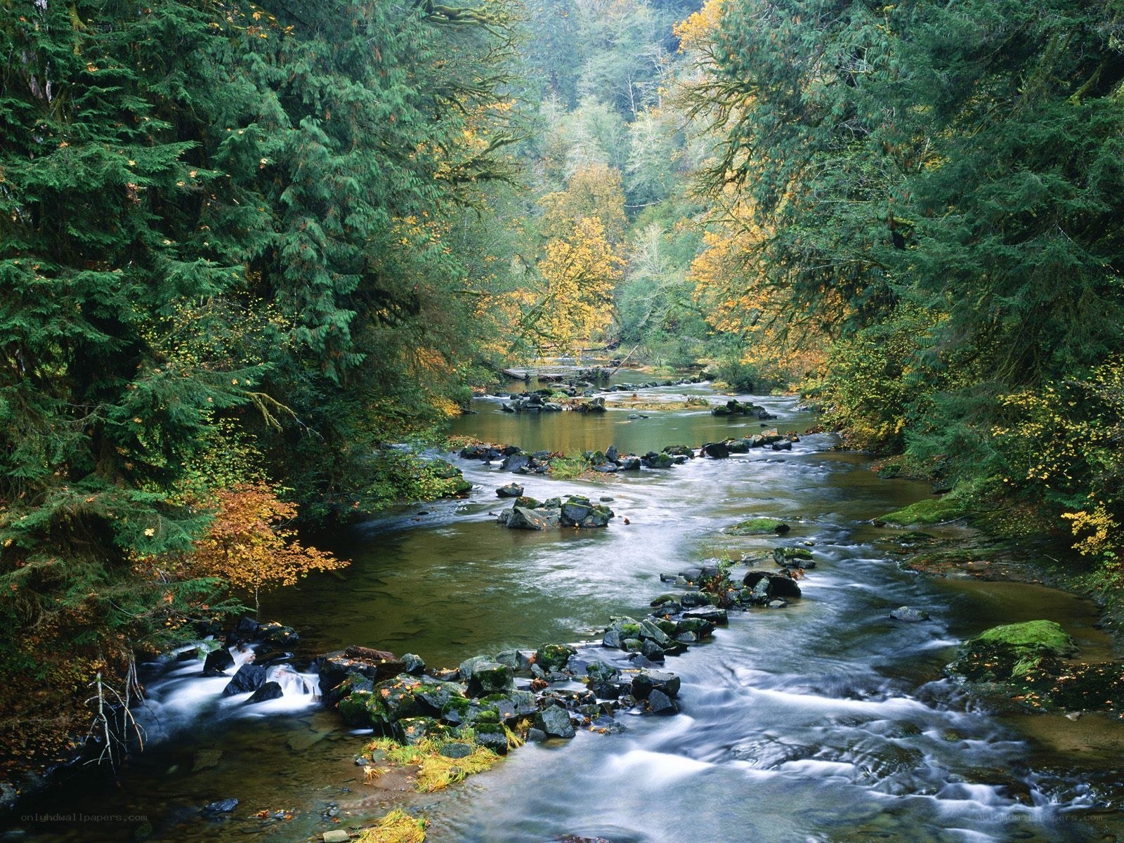 Forest stream in autumn