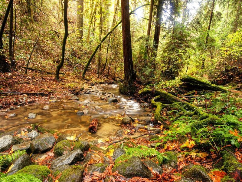 Forest stream in autumn
