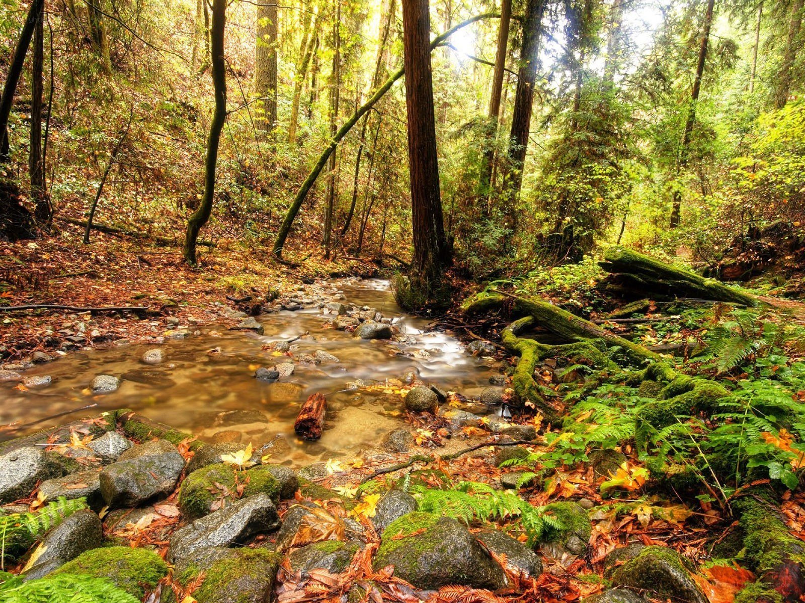 Forest stream in autumn