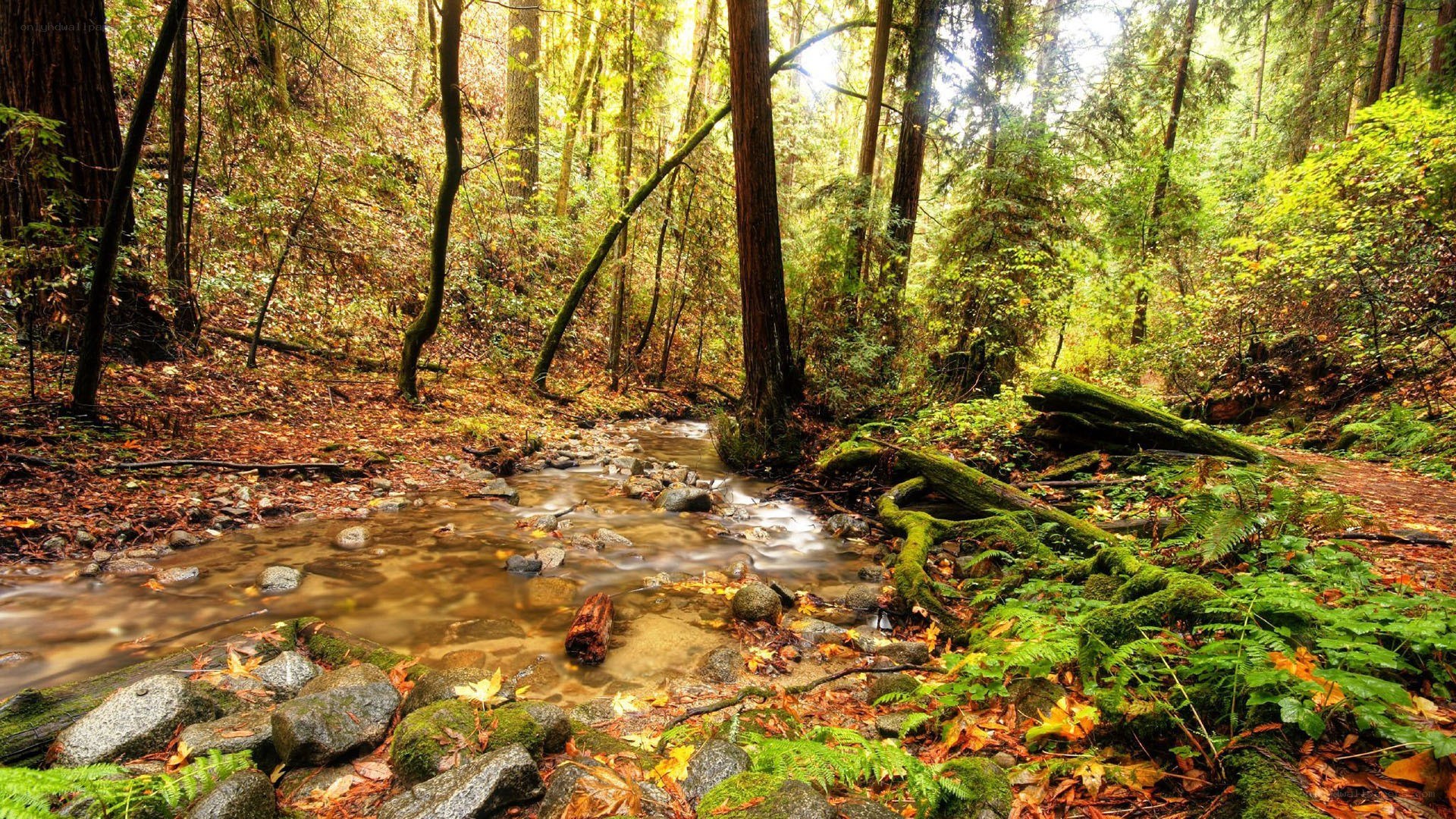 Forest stream in autumn