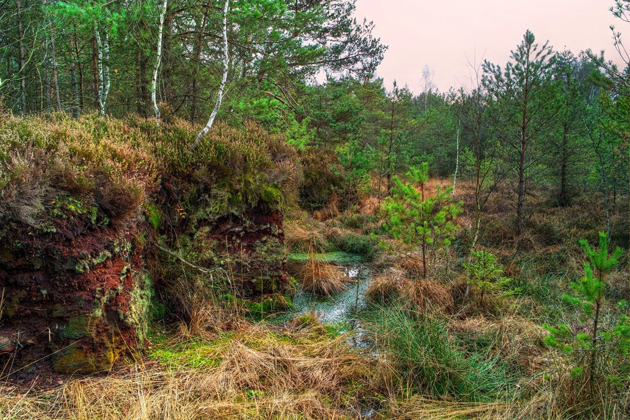 Forest stream in autumn