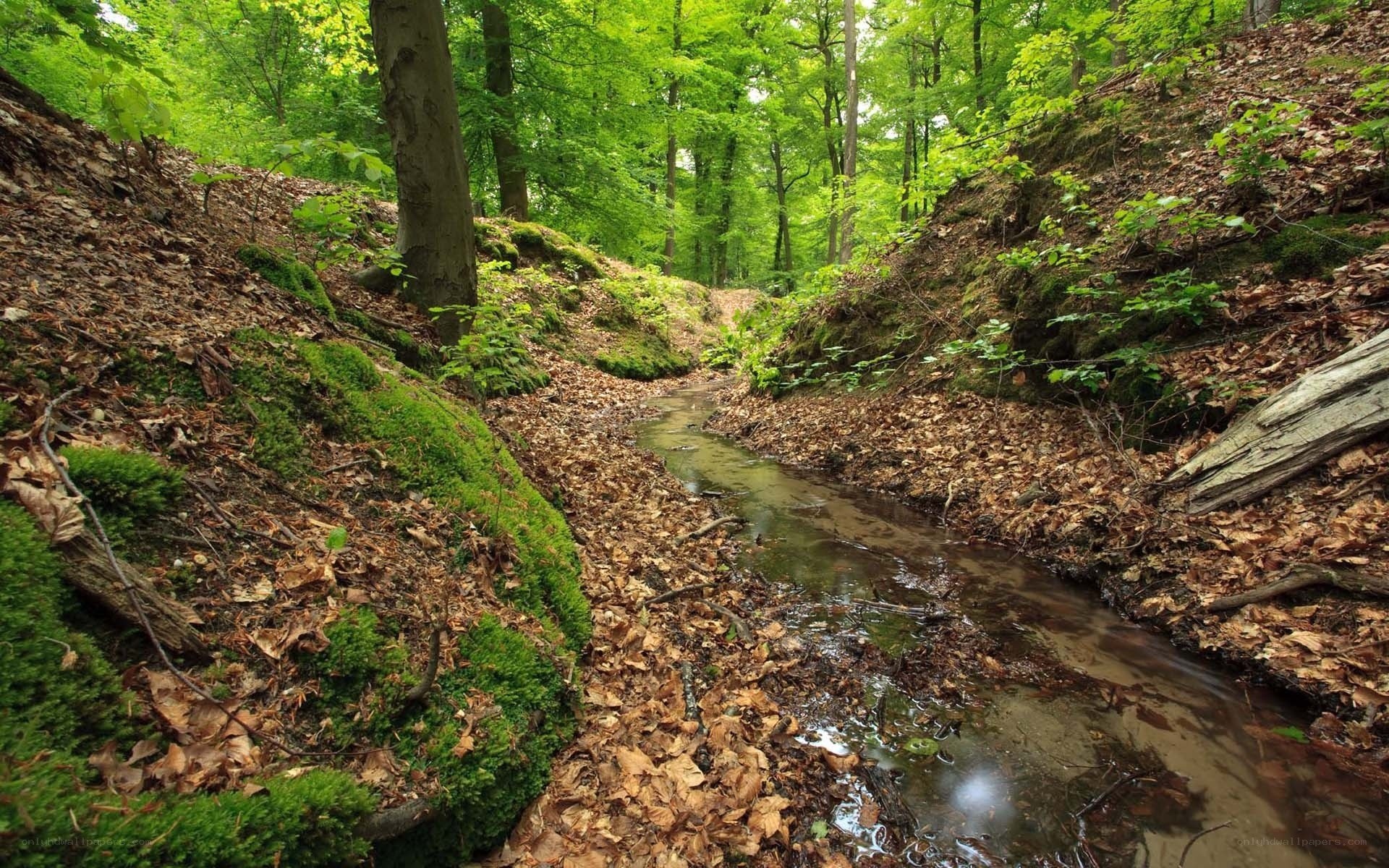 Forest stream in autumn