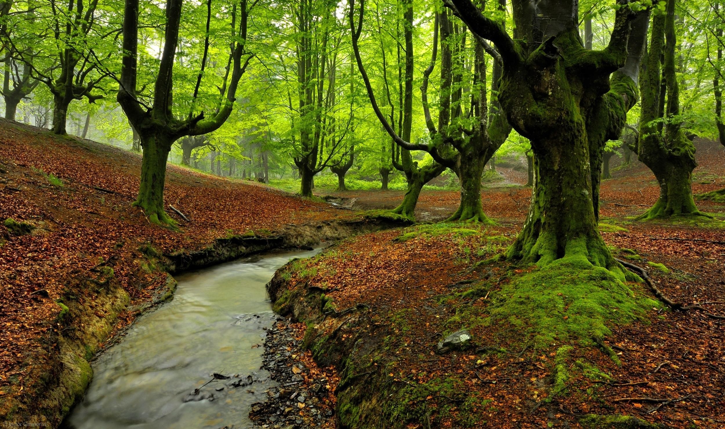 Forest stream in autumn