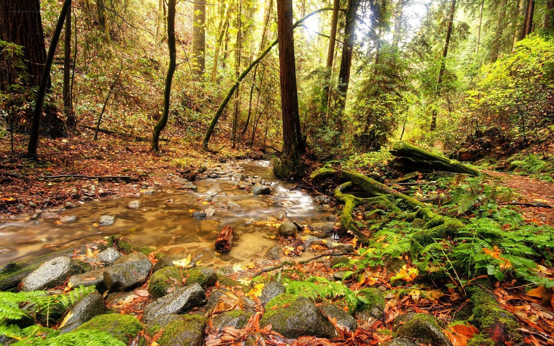 Forest stream in autumn