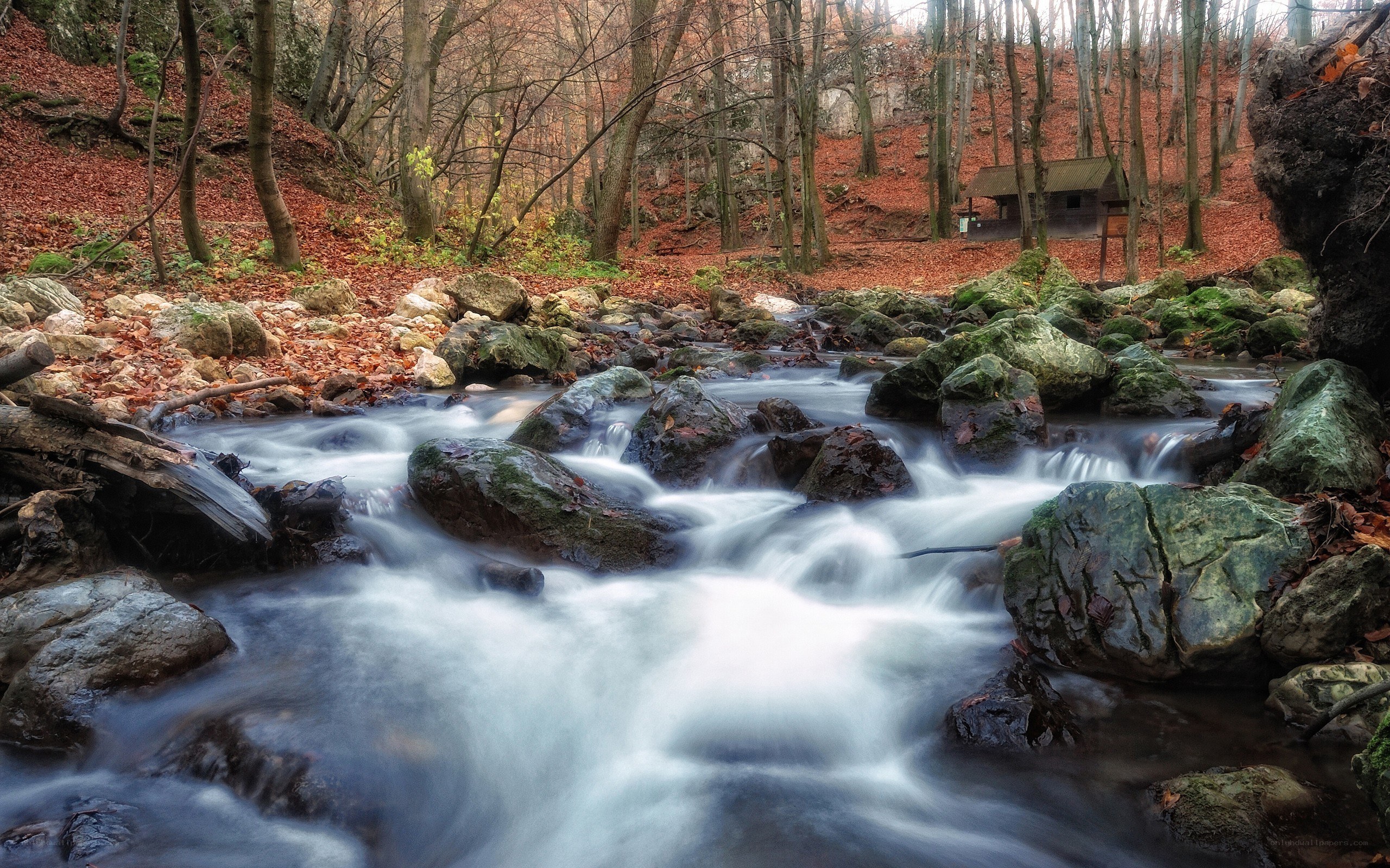 Forest stream in autumn