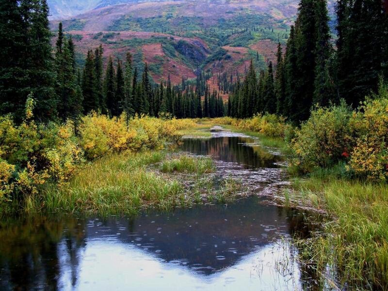 Forest stream in autumn