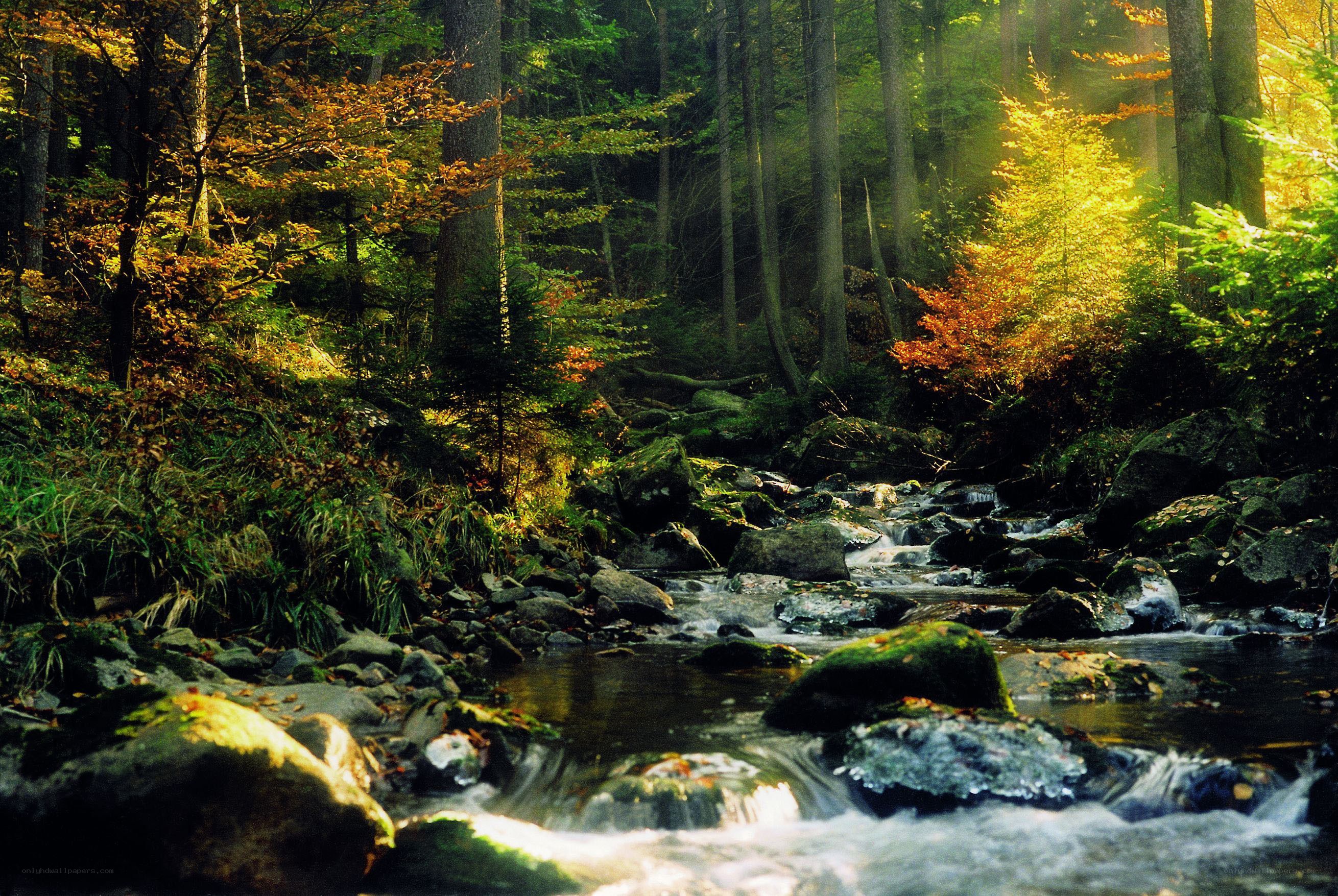 Forest stream in autumn light