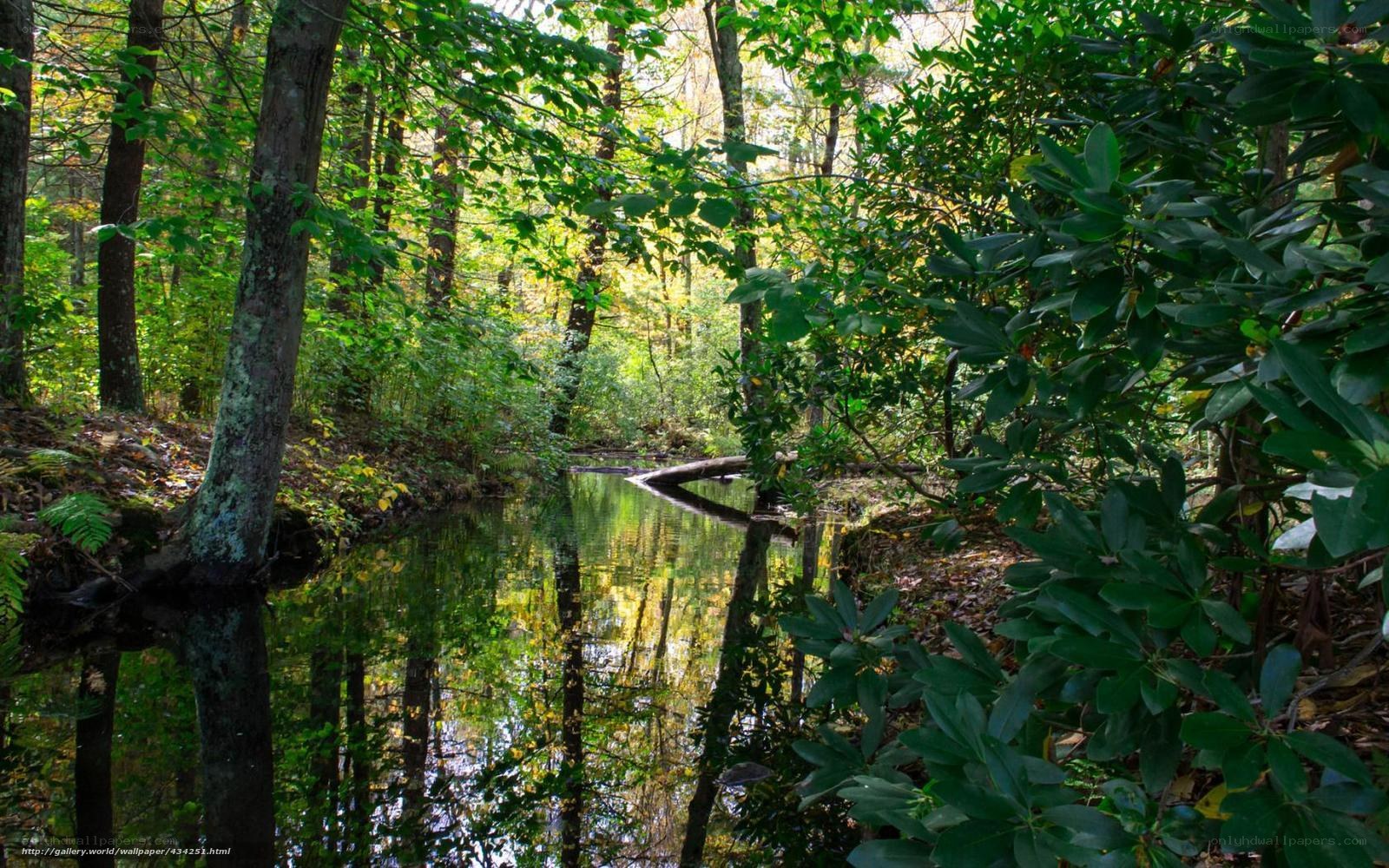 Forest stream in autumn light