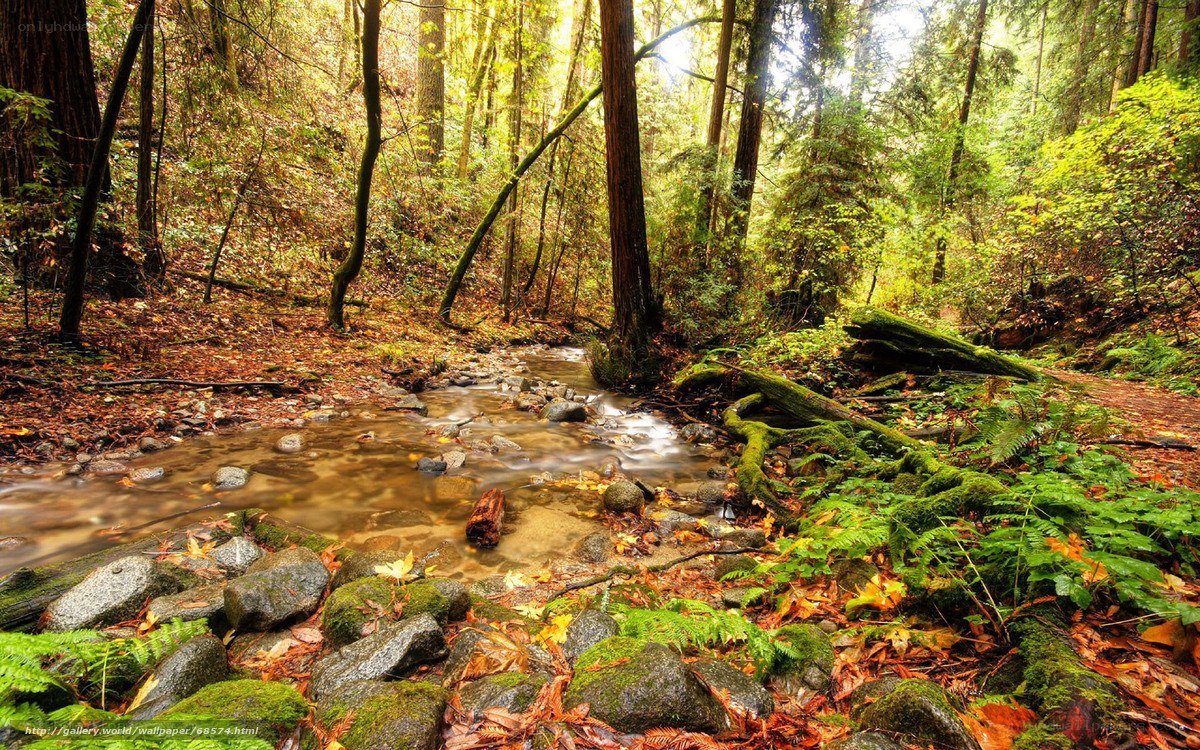 Forest stream in autumn