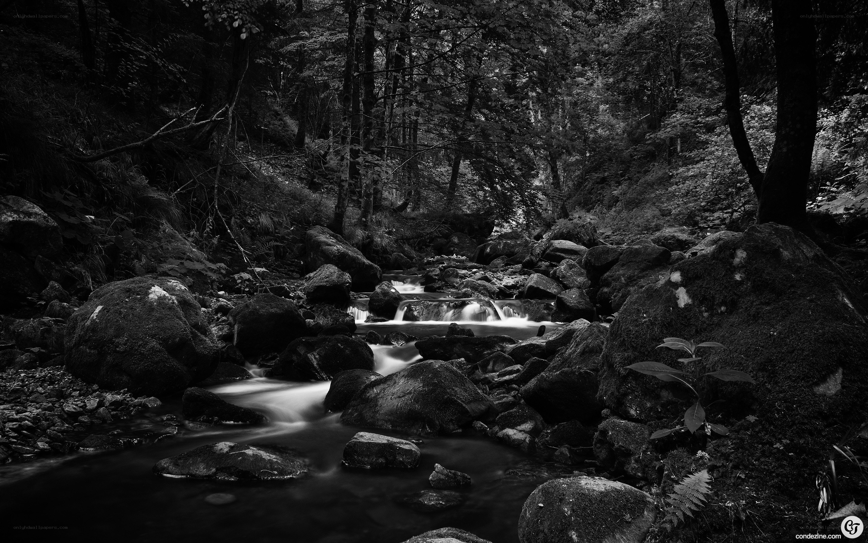 Forest stream in black and white