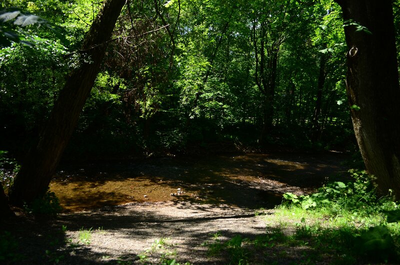 Forest stream in dappled light