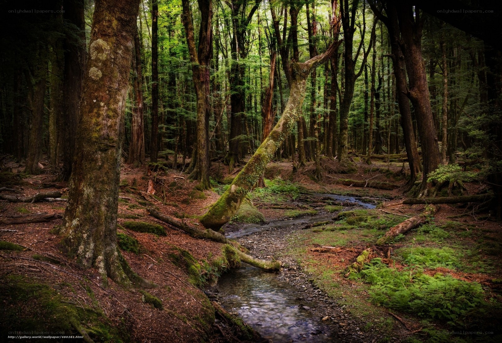 Forest stream in dense woodland