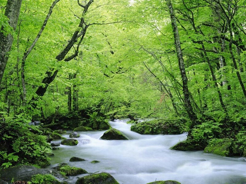 Forest stream in green forest