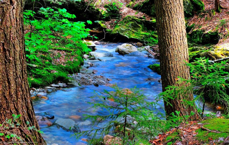 Forest stream in green forest