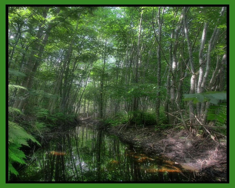 Forest stream in green light