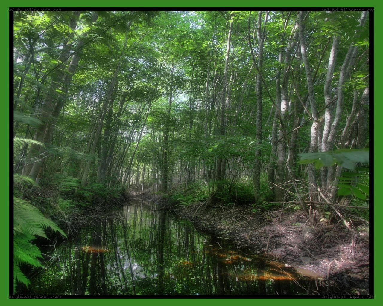 Forest stream in green light