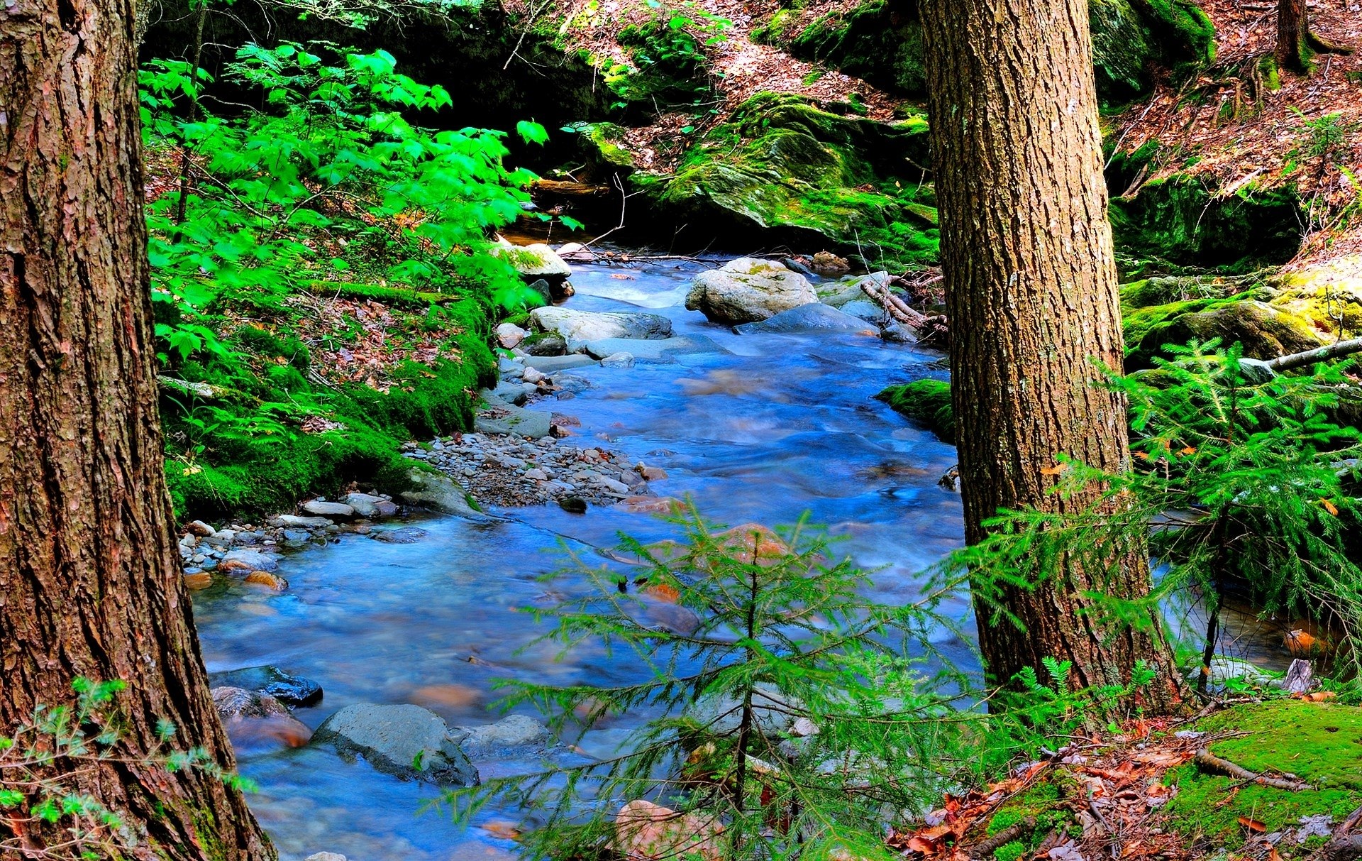 Forest stream in green woods