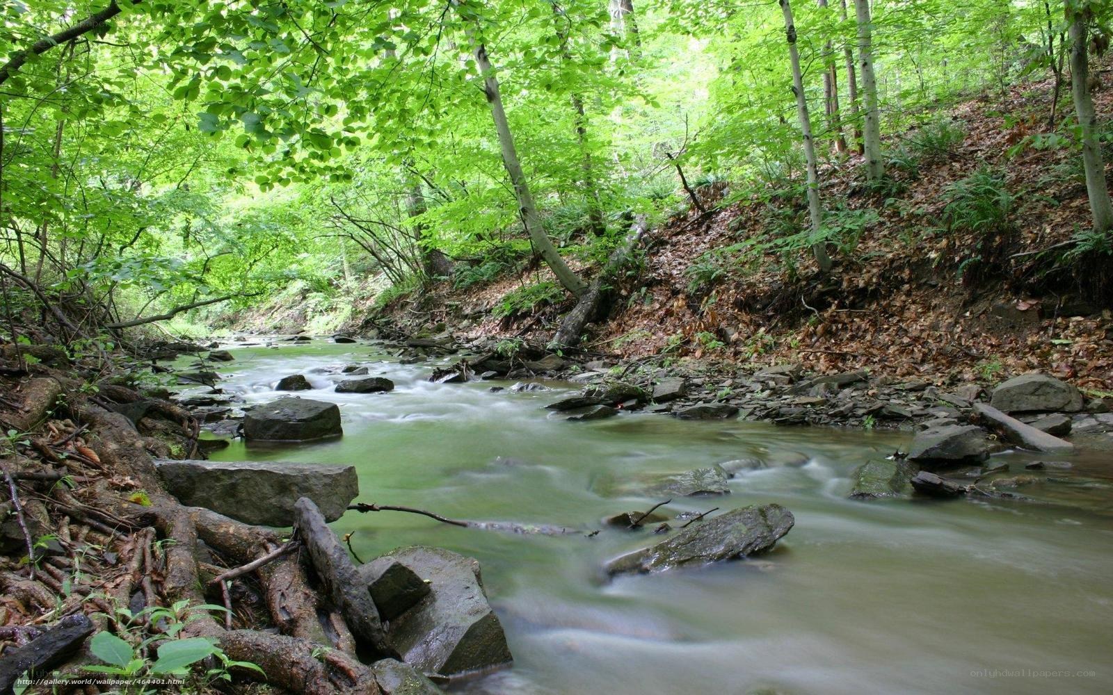 Forest stream in green woods