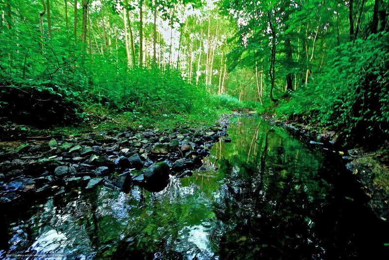 Forest stream in green woods