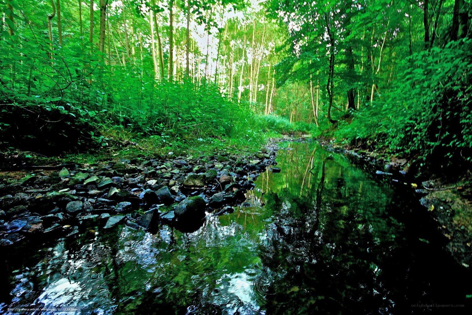 Forest stream in green woods