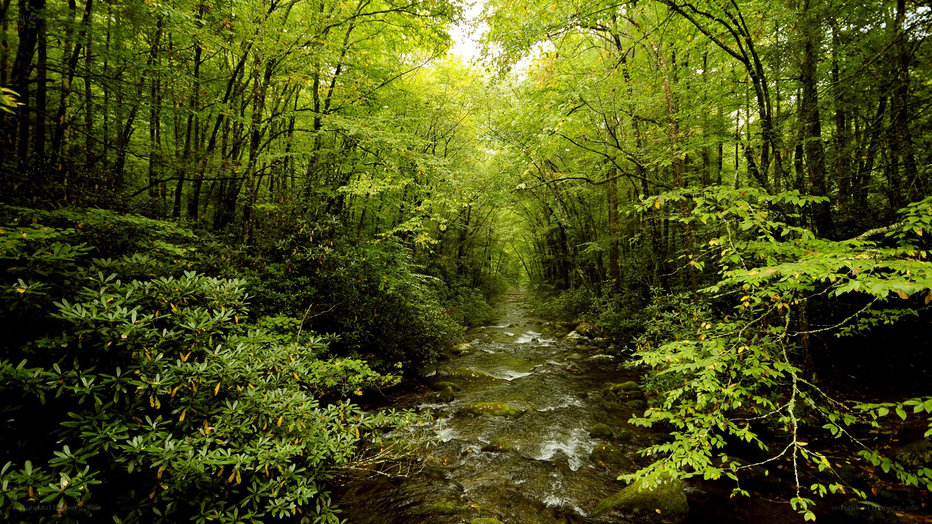 Forest stream in green woods
