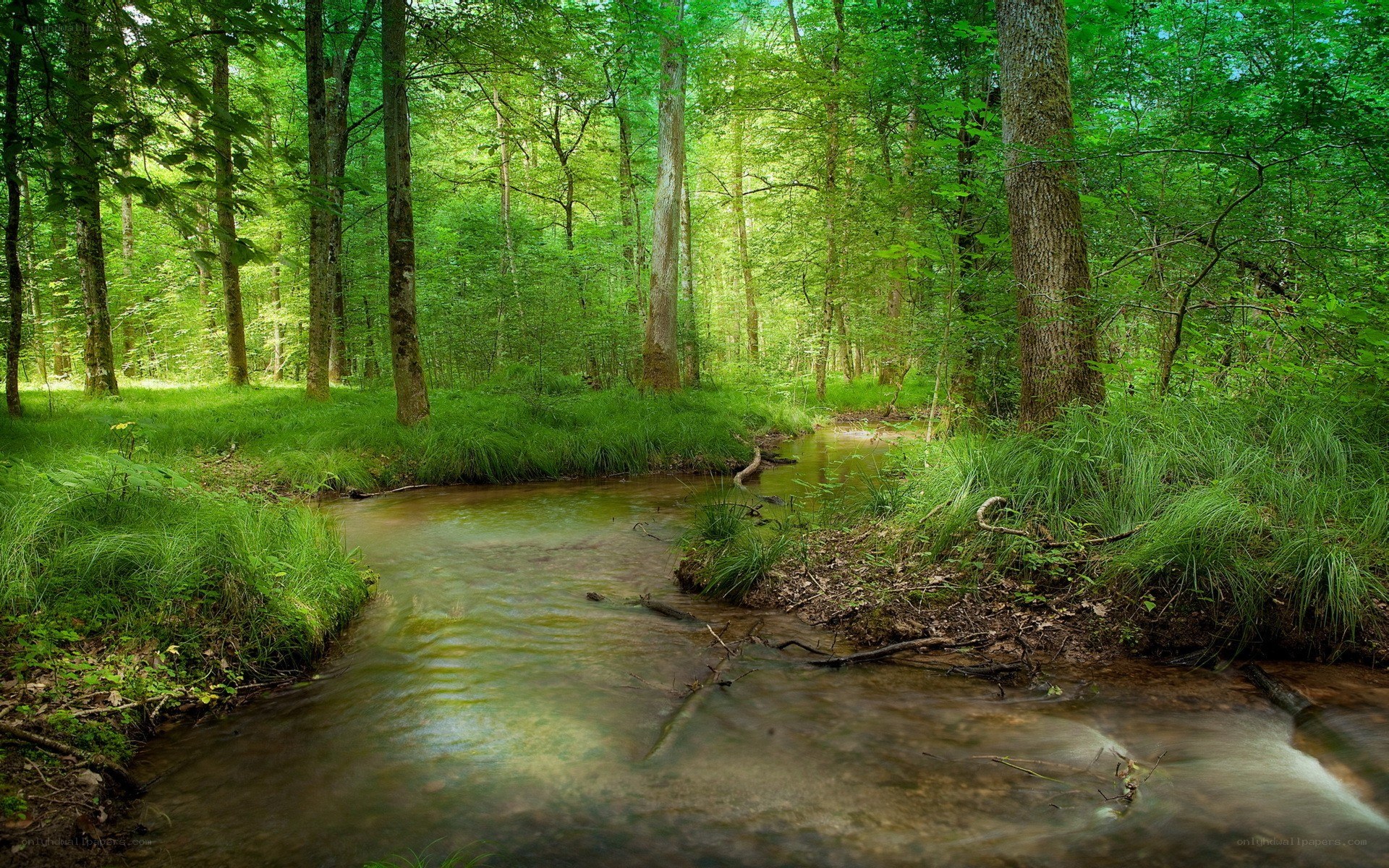 Forest stream in green woods