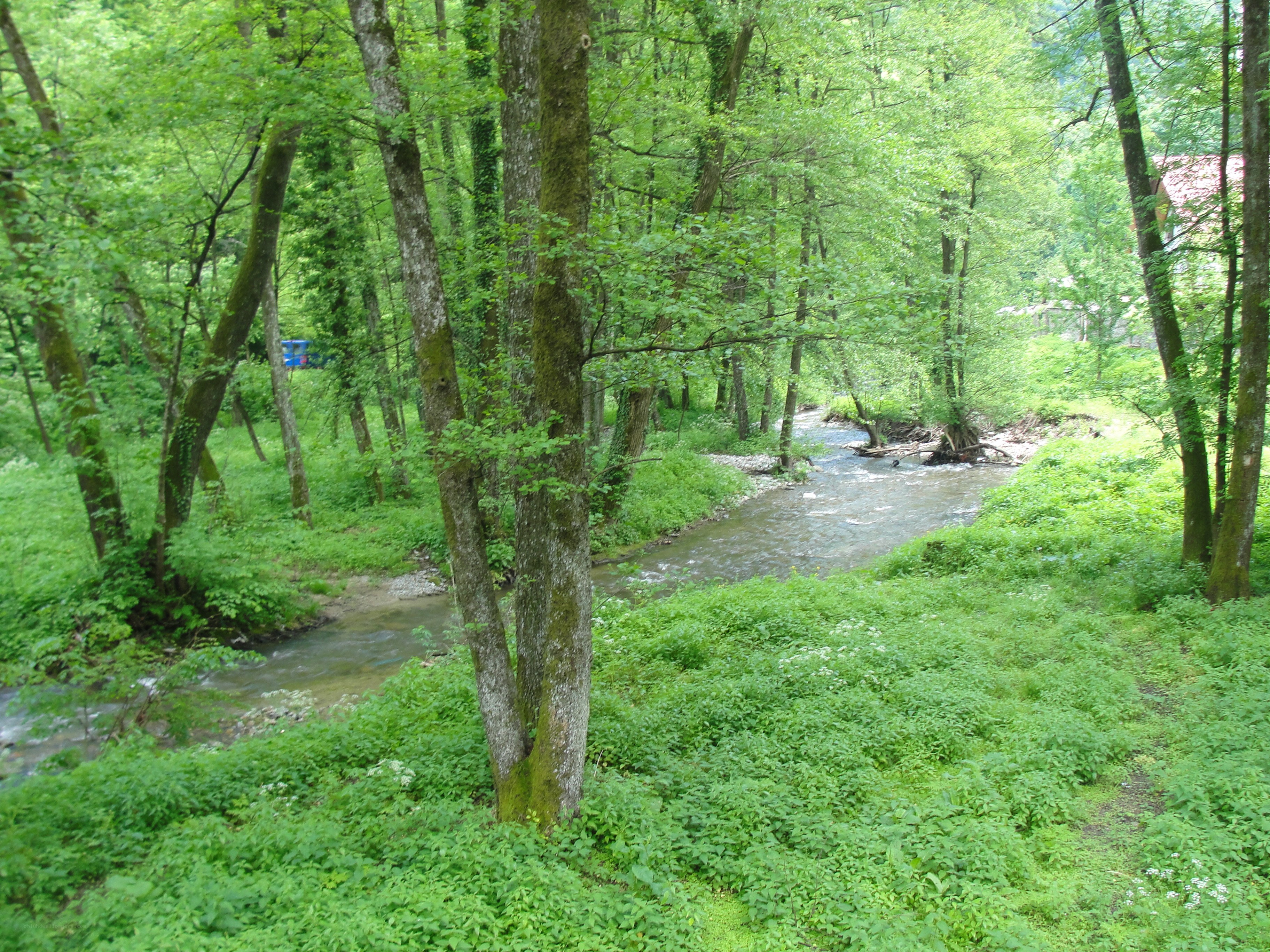 Forest stream in green woods