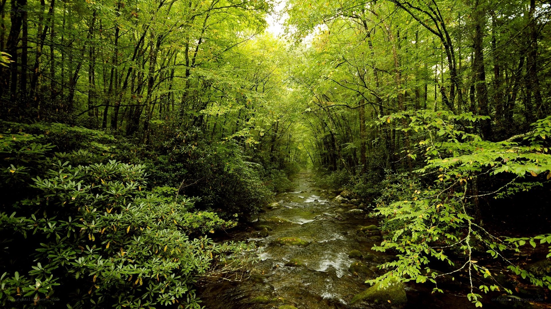 Forest stream in green woods