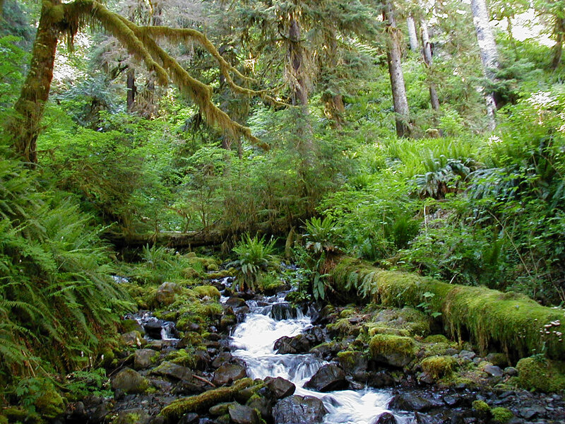 Forest stream in lush greenery